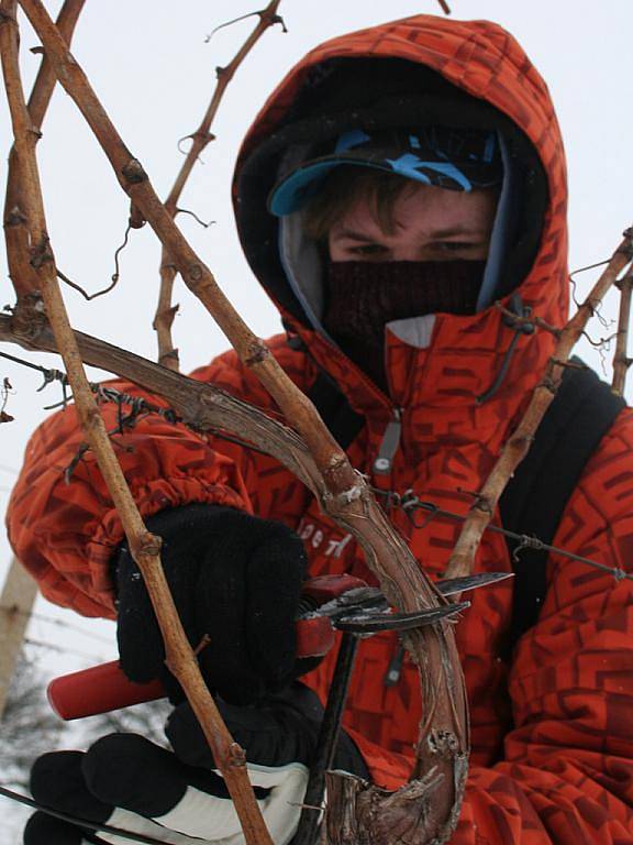 Do vinice ve Valticích vyrazili studenti valtické vinařské školy na tradiční řez révy. 