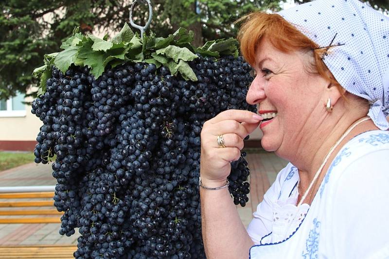 Ohlédnutí za letošním vinobraním ve Velkých Pavlovicích.