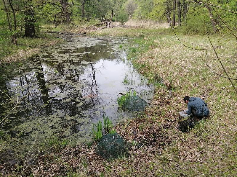 Od Břeclavi k Hodonínu v lokalitě Soutok - Podluží sledují přírodovědci výskyt čolka dunajského a dalších obojživelníků.