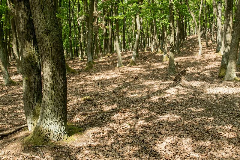 Podrost sprašové doubravy v oboře Bulhary (foto květen 2020). Milovický les pod Pálavou.