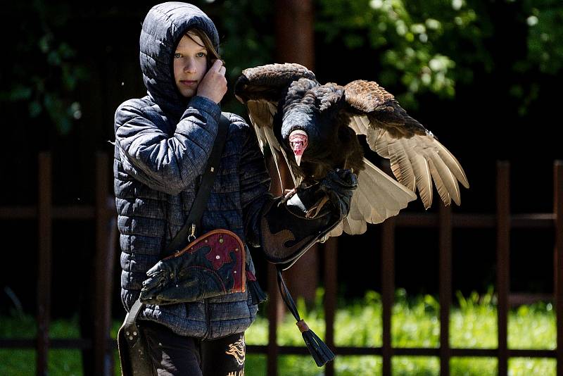 Kondor krocanovitý. Letové ukázky dravců se vrátily do zámeckého parku v Lednici na Břeclavsku. Společnost Zayferus vznikla před 30 lety.