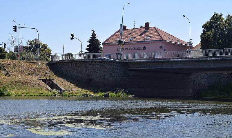 V korytě řeky Dyje v Břeclavi stále plavou shluky řas a sinic.