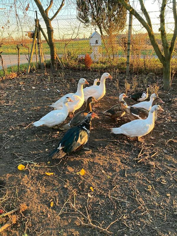 Farma manželů Drtílkových v Hlohovci na Břeclavsku je nyní jako ostatní chovy v okolí kvůli výskytu ptačí chřipky v ochranném pásmu. Drůbež přemístili do skleníku. Dřív ji chovali venku. FOTO: KLÁRA DRTÍLKOVÁ