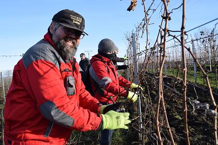 Znojemský deník | Hospodští vyrazili pomáhat do vinohradů na jihu Moravy |  fotogalerie