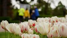 Tulipánová nádhera i letos zdobí zámecký park v Lednici na Břeclavsku.