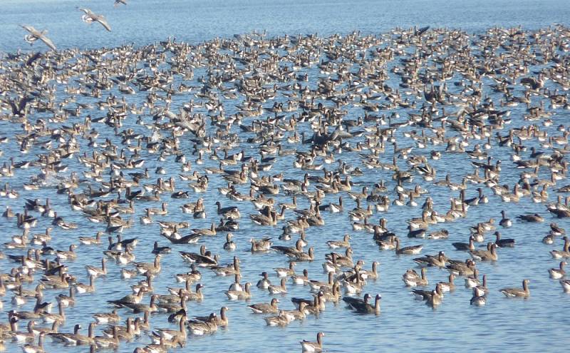 Nové Mlýny jsou zimovištěm pro tisíce vodních ptáků. 