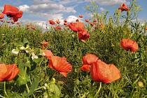 Květy vlčího máku pokrývaly hroby vojáků padlých na západní frontě a staly se proto symbolem tohoto svátku.