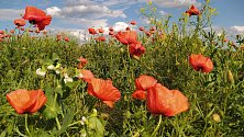 Květy vlčího máku pokrývaly hroby vojáků padlých na západní frontě a staly se proto symbolem tohoto svátku.