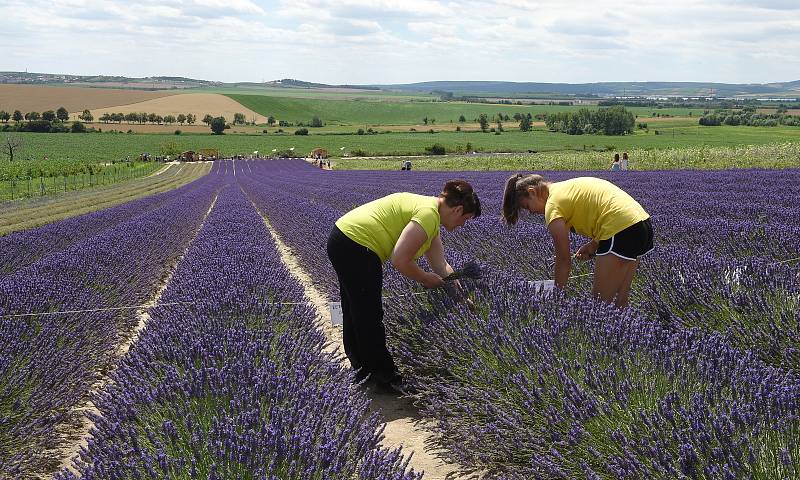 Levandulová farma ve Starovičkách na Břeclavsku.