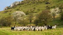 Na Stolové hoře se po mnoha letech opět pasou ovce a kozy na volno.