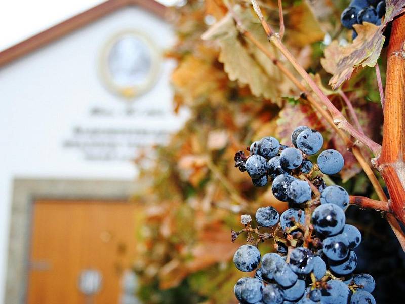 Mezi vinicemi ve Velkých Pavlovicích stojí nová Šlechtitelská stanice.