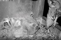 Ochránci přírody v Břeclavi díky kameře zachytili, jak samice krmi mláďata uloveným potkanem.