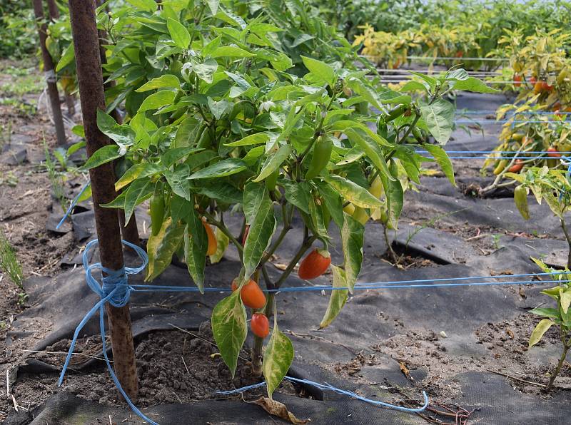 Na chilli farmě v Ladné se v sobotu uskutečnil Den otevřených vrat.