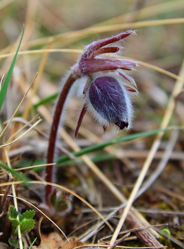 Při jarní vycházce u Morkůvek lze spatřit kvetoucí hlaváčky či koniklece. Foto: Brigita Petrášová