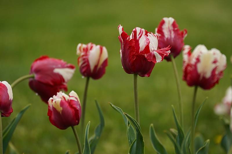 Tulipánová nádhera i letos zdobí zámecký park v Lednici na Břeclavsku.