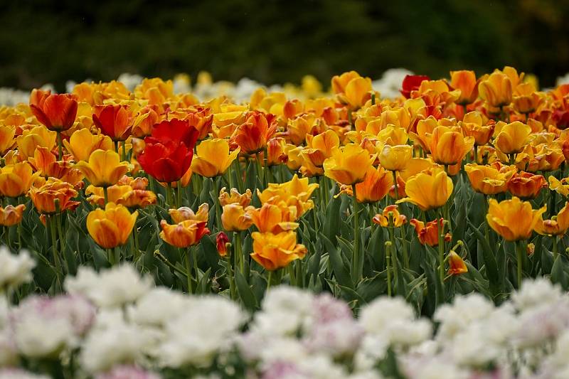 Tulipánová nádhera i letos zdobí zámecký park v Lednici na Břeclavsku.