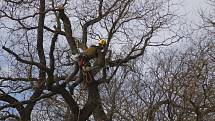 V lednickém parku prořezávali stromolezci v pondělí suché větve jerlínu japonskému. Strom je nejstarší svého druhu v České republice. Před zámkem roste už dvě stě let.
