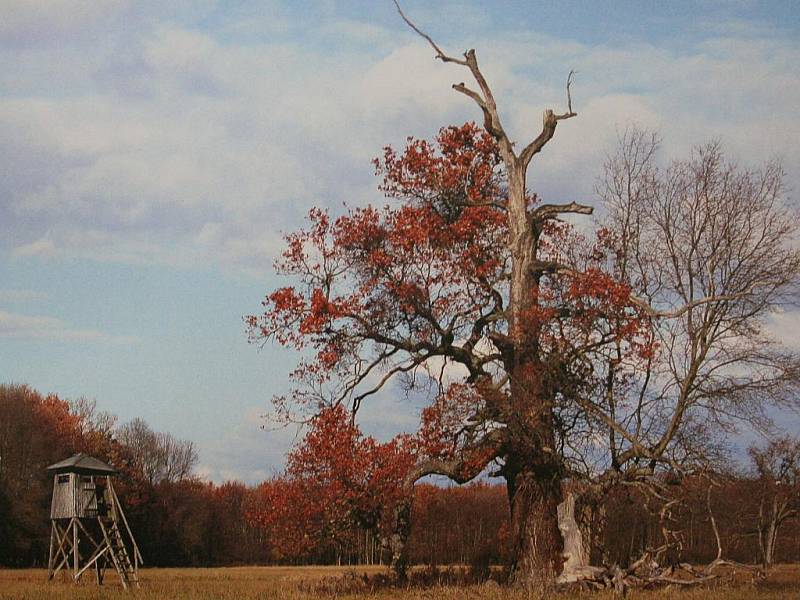 Fotografie Filipa Šálka na výstavě Historie a krásy lužních lesů jižní Moravy. 