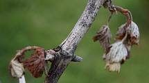 Jarní mrazy škodí především sadařům a  vinařům.