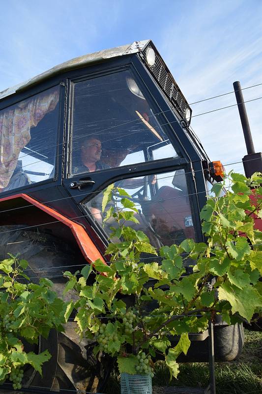 První hrozny raritní odrůdy Augustovskij posbírali na burčák v úterý ráno vinohradníci ve vinicích Chateau Valtice v Dolních Dunajovicích. První letošní burčák bude ve Valticích v prodeji už v sobotu.