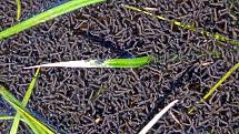 Hustota komářích larev může být v některých lokalitách velmi vysoká. Ilustrační foto.