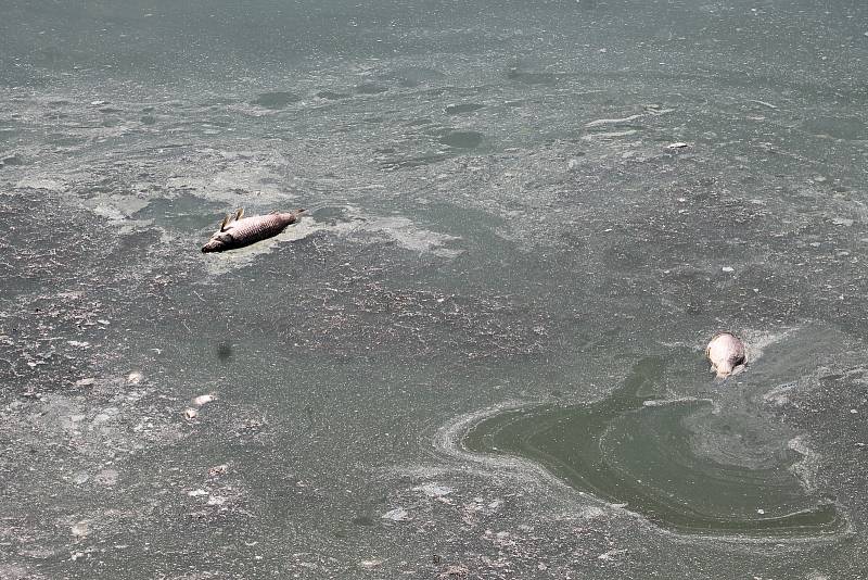 Výlov uhynulých ryb z největšího moravského rybníku Nesyt na Břeclavsku.