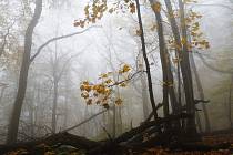 Procházka krajem pod Pálavou u Děvíček nabízí i v podzimní mlze neopakovatelné zážitky.