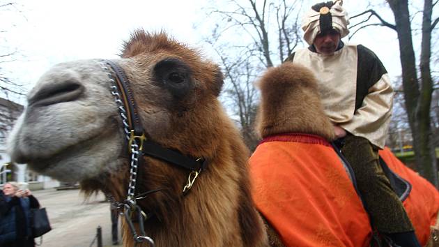 Břeclaví prošel tříkrálový průvod. S velbloudem a lamou.