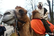 Břeclaví prošel tříkrálový průvod. S velbloudem a lamou.