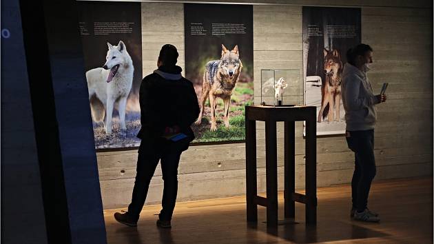 V pavlovském Archeoparku končí výstava Vlk z Pavlova přibližující unikátní nálezy právě z místních vykopávek