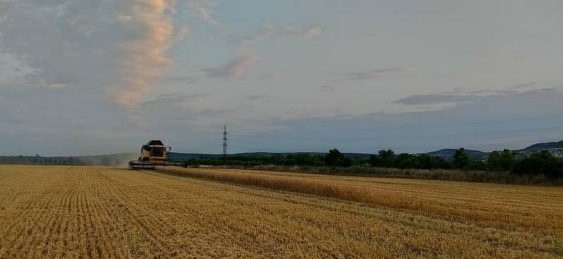 Do polí u Šakvic vyjely první kombajny.