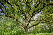 V anketě Strom roku obsadil loni lednický dub letní, zvaný Hugo, bronzovou příčku. Na Moravě nenašel přemožitele.

    
