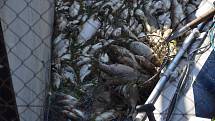 Uhynulé ryby na Břeclavsku