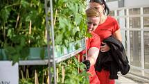 Ve skleníku u Velkých Němčic začali se sázením prvních rostlin rajčat.