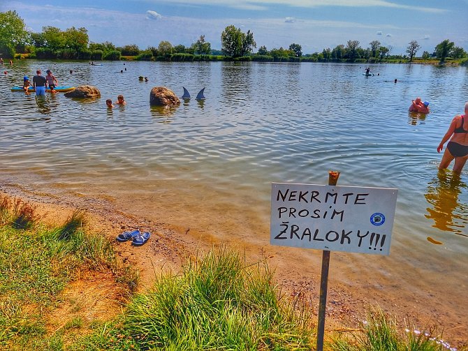 Recese na Břeclavsku pokračuje. Žraloci se přestěhovali z pole do rybníka