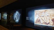 Atraktivní expozice Archeoparku Pavlov nabízí díky moderním audiovizuálním technologiím možnost putovat do pravěku všem generacím návštěvníků.