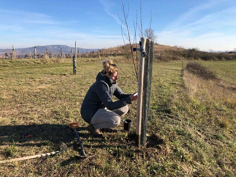 Vinaři ze spolku Dunajovické kopce se ujali výsadby Povidlové aleje, starat se o ni budou se členy mikulovského Okrašlovacího spolku, který výsadbu inicioval. Foto: Helena Prokešová