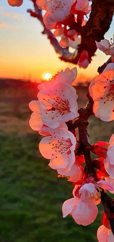 Ranní mrazíky meruňkám neprospívají.