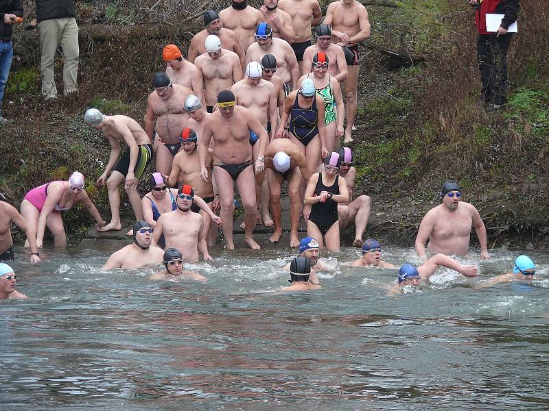 Do ledové Dyje se ponořilo u Pohanska přes osmdesát plavců.