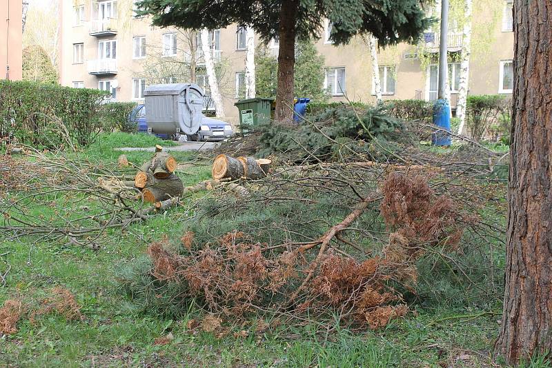 V břeclavské lokalitě Dubič káceli zaměstnanci města stromy, vysadit by tam měli nové. 