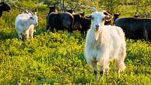 Na Dunajovické kopce se vrátily ovce a kozy. Pastva pomáhá vzácným rostlinám.
