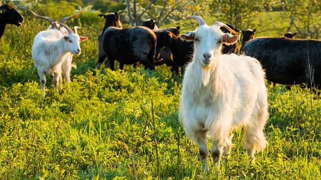Na Dunajovické kopce se vrátily ovce a kozy. Pastva pomáhá vzácným rostlinám.
