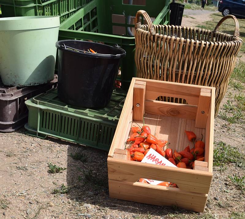 Na chilli farmě v Ladné se v sobotu uskutečnil Den otevřených vrat.