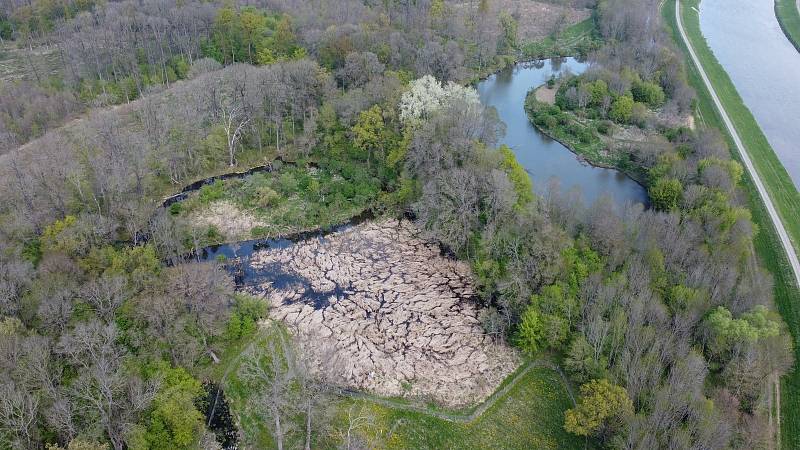 Od Břeclavi k Hodonínu v lokalitě Soutok - Podluží sledují přírodovědci výskyt čolka dunajského a dalších obojživelníků.