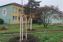 Učitelé vysázeli stromy, které si budou celé třídy ,,adoptovat". FOTO: Archiv školy