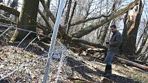 Správce lednického parku Oto Bernad stojí u plotu, který poničil mohutný spadlý strom (následek vichřice Emma).