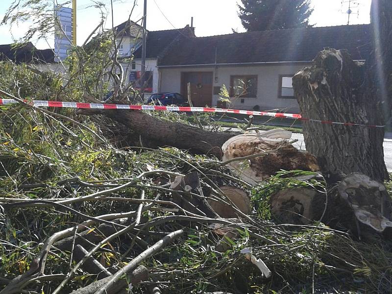 Nápor větru nevydržela vzrostlá vrba u hlavní silnice ve Velkých Bílovicích na Břeclavsku.