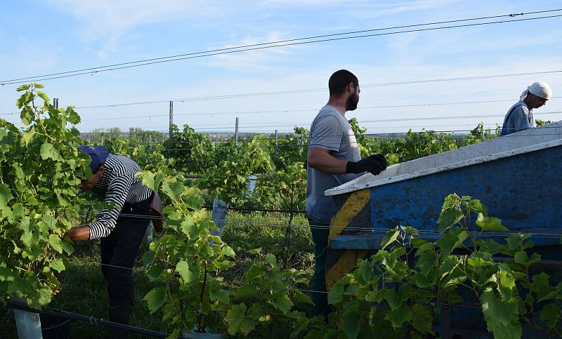 První hrozny raritní odrůdy Augustovskij posbírali na burčák v úterý ráno vinohradníci ve vinicích Chateau Valtice v Dolních Dunajovicích. První letošní burčák bude ve Valticích v prodeji už v sobotu.