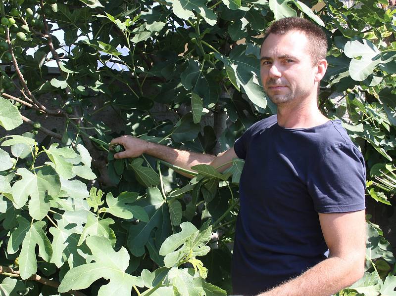 Miroslav Effenberger z Přibic pěstuje doma na zahradě fíky, olivy i kiwi.