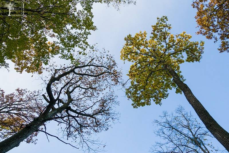 Prosvětlování lesů v národní přírodní rezervaci Děvín.